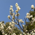 Tedious diary more x4