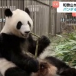 【動画】和歌山から返還のジャイアントパンダ中国で公開 「良浜」「結浜」「彩浜」