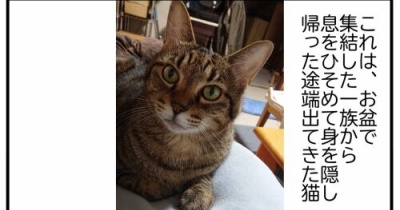 【猫との暮らし】お盆明けの我が家
