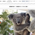 【鹿児島】平川動物公園のコアラ・タイヨウくん　性癖が凄いことになってると話題にｗｗｗｗｗｗｗｗｗ