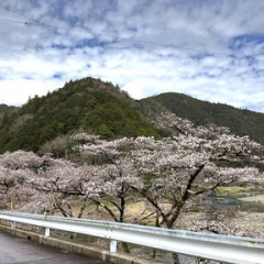 飛騨かなやまの桜　開花状況 2026