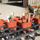 緑枝挿し　4ヶ月経過