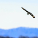 湿原のコミミズク②