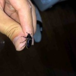 節足動物という名のロマン