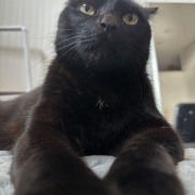 【猫写真】娘が撮った猫たちの写真