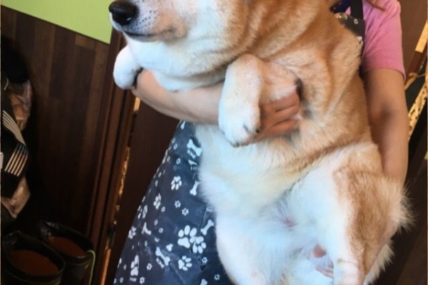 柴犬カンチの足跡日記 17