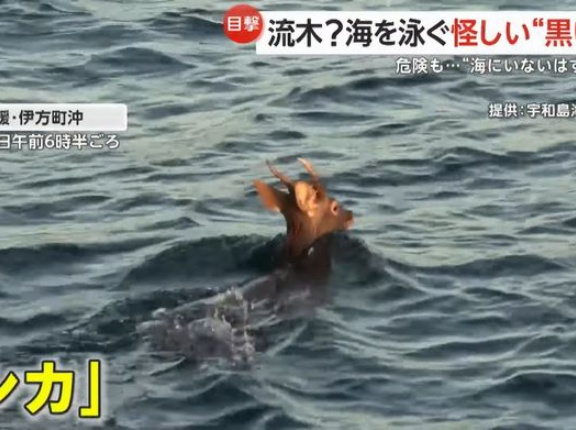 海上保安官「流木があります」→海を泳ぐシカだった…愛媛伊方町沖で目撃！