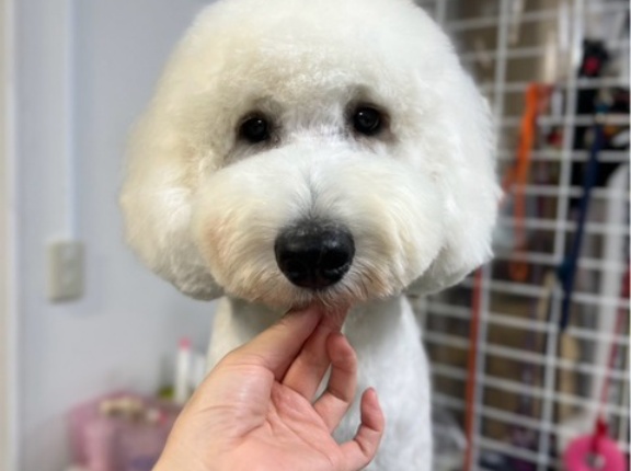ドゥードルのココ９ヶ月💓里親募集になります。