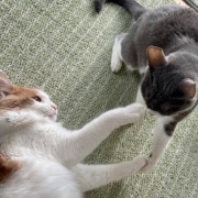 高齢猫と若い猫のじゃれ合いとパンダの思い出
