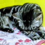 公園のネコたち