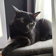 運動不足の猫たちが運動する機会を見守りたい