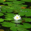 水蓮