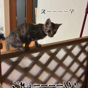るいちゃんのお見合い