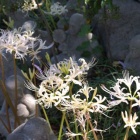 『新・常泉寺　五百羅漢　２』の画像