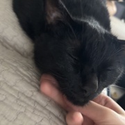 娘と私への猫の対応の違い