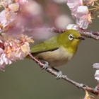 『令和6(2024)年3月11日の鳥さん Vol.4　21世紀の森と広場で野鳥の観察･撮影 羽繕い中の鳥多し!!桜の木に沢山のメジロ登場!!』の画像