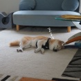 申し訳ないほどの…