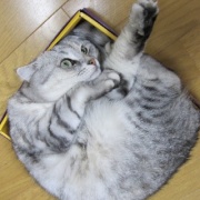 「小さな猫ベッドには入れないよ」と大きな猫に言ったら・・・