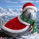 ヨウムのラブ、スキー場からメリークリスマス