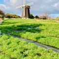 4月9日（木）の花🌸三昧•1…鶴見緑地