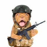 嘘のような戦略『動物を武器として利用した計画』が実在していた