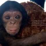 『Mr.サバイバー「欲窮千里目　　更上一層楼」』の画像