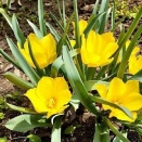 原種系チューリップと古木の八重桜