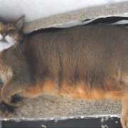 病気がちでも17歳まで生きてくれた猫の家族記念日
