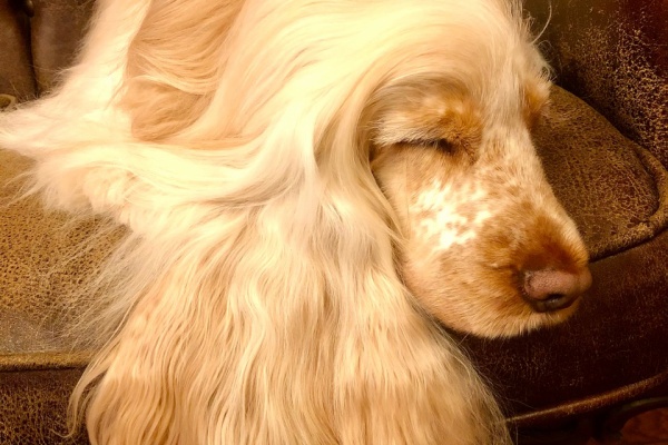 ウチのナマモノ ラプンツェル