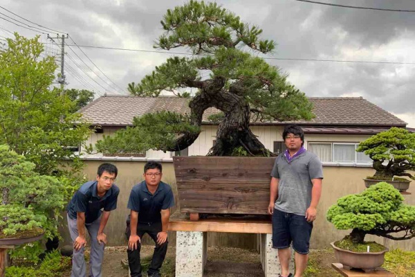 雨竹 盆栽 水石 便り 年06月 雨竹 盆栽 水石 便り 年06月
