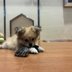 福岡県福岡市東区 ペットショップワンラブ ゆめタウン博多店スタッフブログ