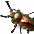 7/12 SHOPPERS&BREEDERS 持っていくもの 生体編