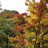 『安行　２０１５．１１.１５』の画像