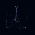 5月8日　刺激的な水中生物