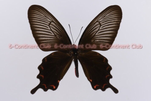 京大蝶研六大陸クラブのTropical Delights - キシタアゲハ族 Troidini