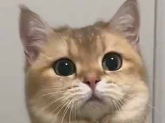 ネコに向かって「オモチャ」を投げてみた。キャッチしたら、ちゃんと私に返してくれる → と思ったら…