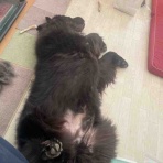 バーニーズのジョンとわんこの里親探し