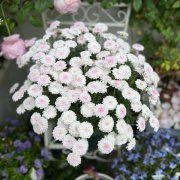 ＊コスパ最強ボンザマーガレットの鉢増し