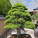 盆栽な感じで…的な！