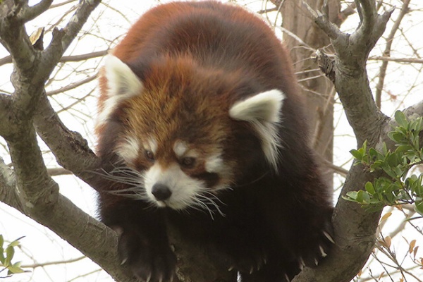 鳴ぐごはいねが Zoo Amp Aquarium 東武動物公園