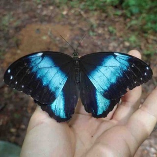 ばいおの採集日記