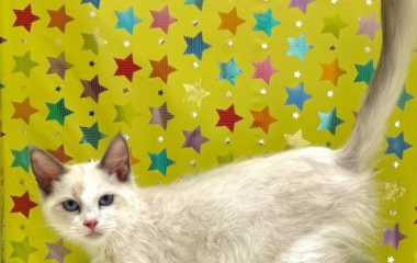 『	 新しいねこちゃんの紹介です😸』の画像