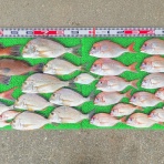 竹村貸舟店【高知県 浦ノ内湾～宇佐～須崎市横浪半島沖の船釣り】釣果情報 & ブログ