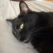 猫たちをお風呂に入れたら…