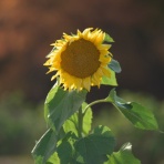 KAMONOMANIA　カモノマニア