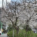 桜🌸