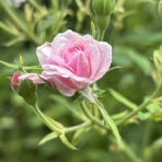 薔薇の香りに誘われて