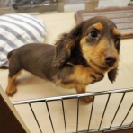 カインズ朝霞ペッツワンコーナースタッフブログ｜ペットショップワンラブグループ