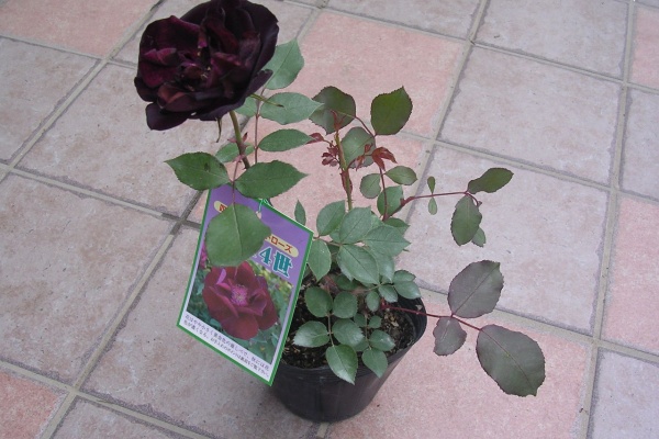 バラの庭造り ルイ14世 バラの庭造り ルイ14世