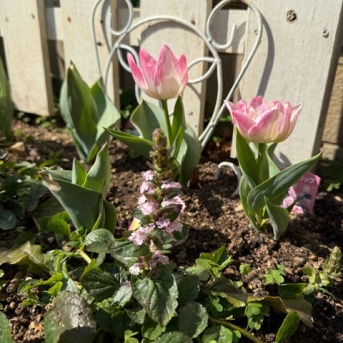 ＊ちんちくりんに咲いたチューリップと3月中旬のバラの様子